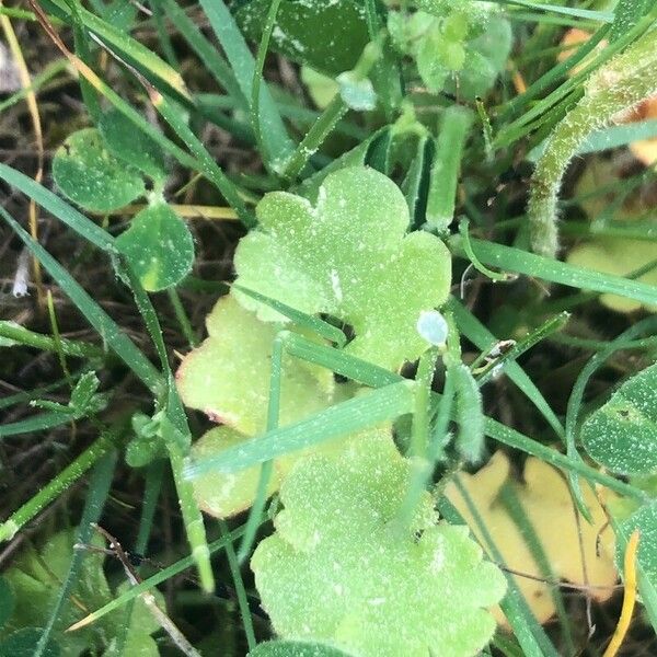 Saxifraga granulata 叶