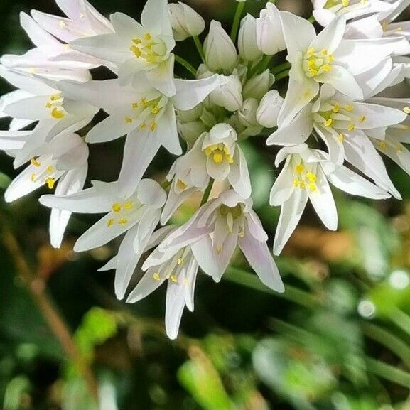 Nothoscordum borbonicum Flor