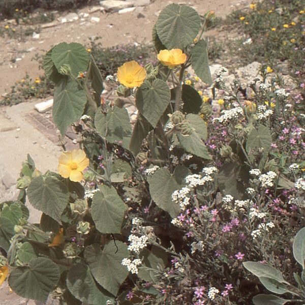 Abutilon grandifolium Habit