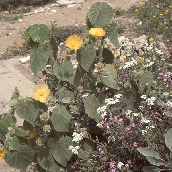 Abutilon grandifolium ശീലം