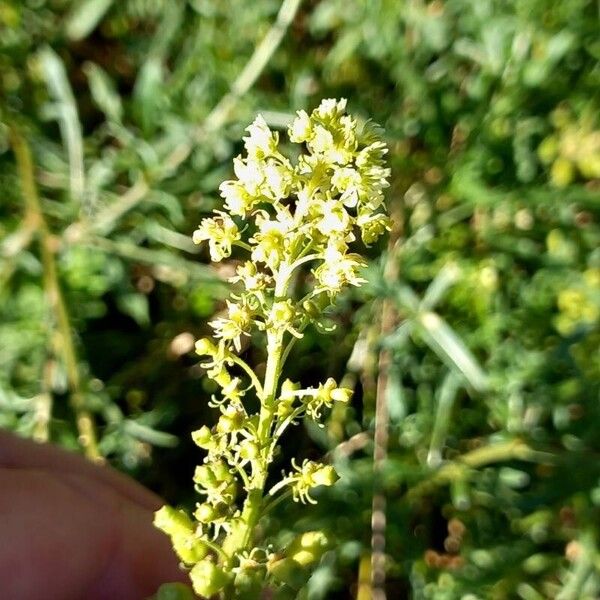 Reseda lutea പുഷ്പം