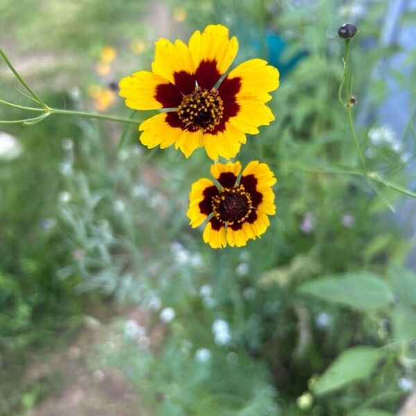 Coreopsis tinctoria Flower