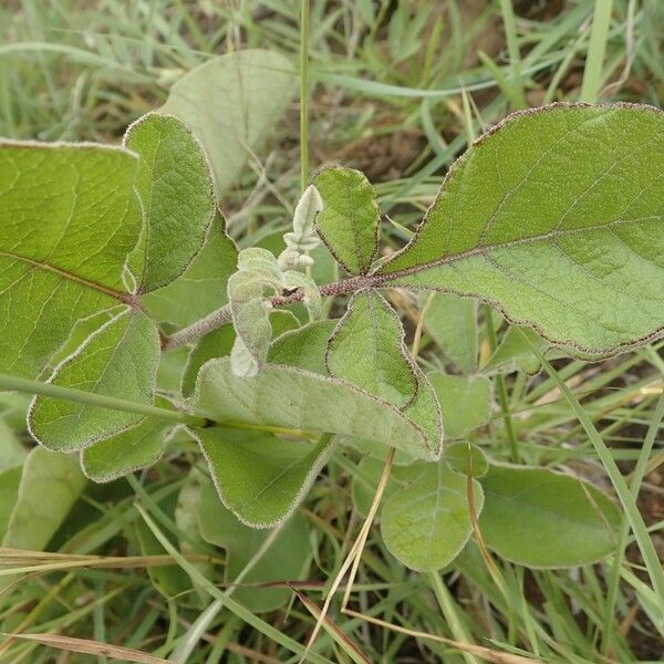 Lannea triphylla Прочее