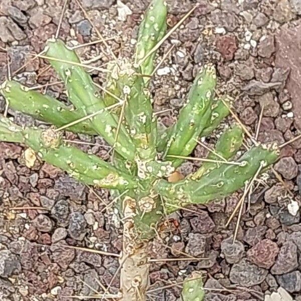 Cylindropuntia leptocaulis 葉