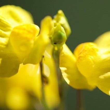 Utricularia australis Квітка