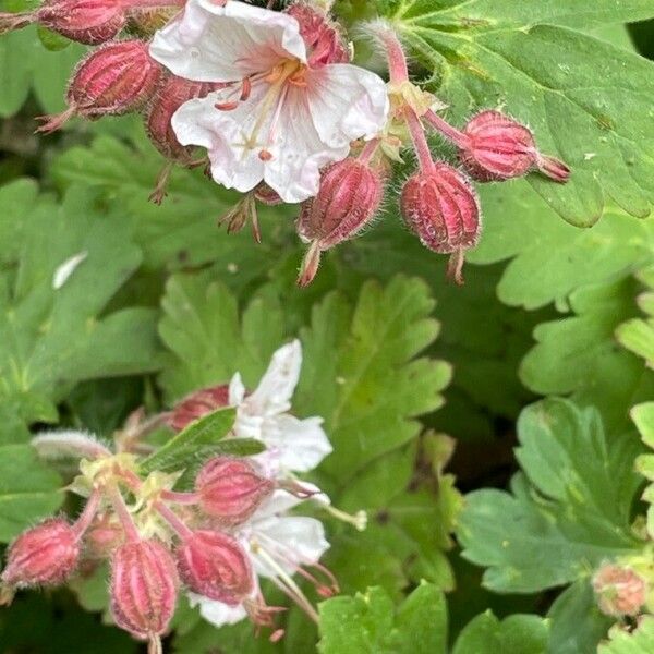 Geranium macrorrhizum Folha