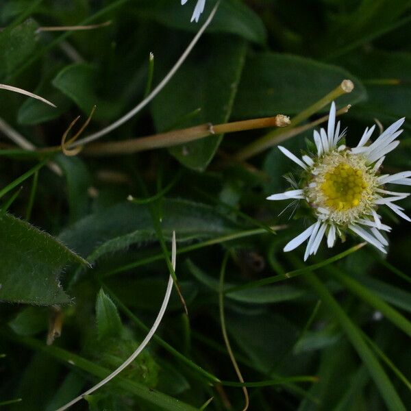 Erigeron alpinus Flor