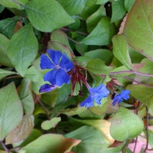 Ceratostigma plumbaginoides ফুল