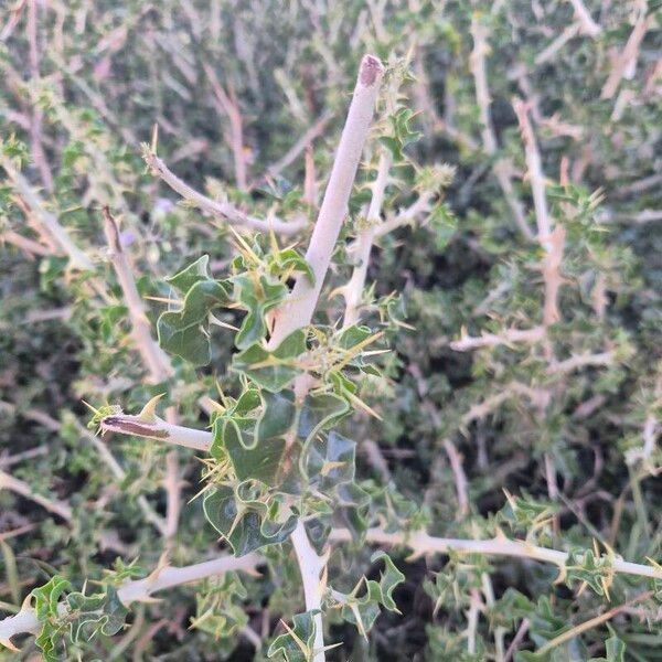 Solanum arundo Habitat