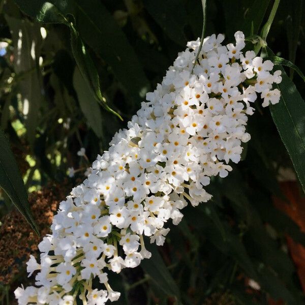 Buddleja davidii Flower