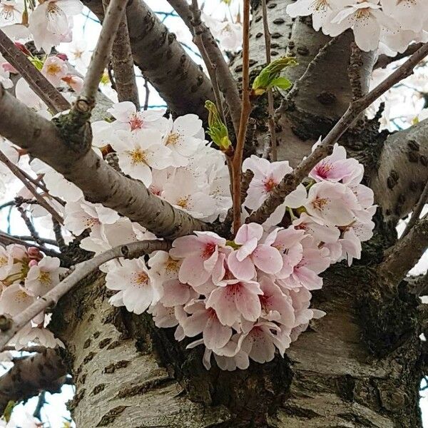 Prunus serrulata Virág