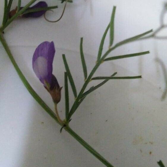 Vicia peregrina Bloem