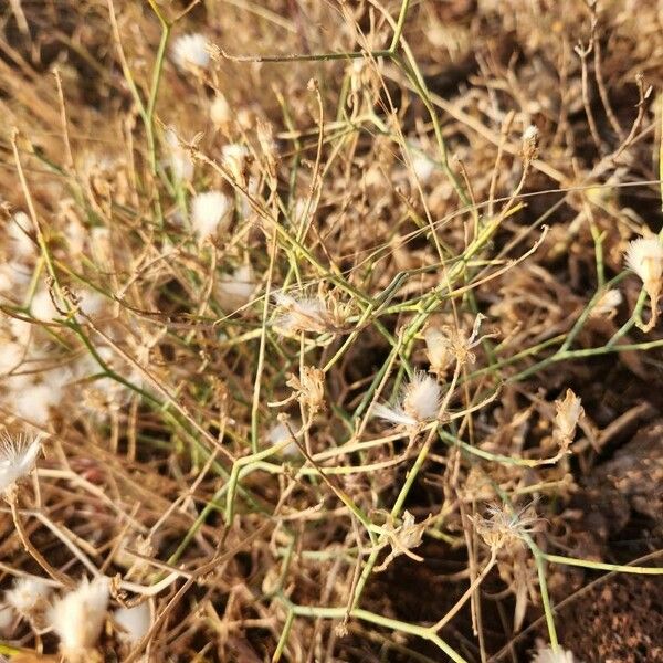 Launaea hafunensis Hábitos