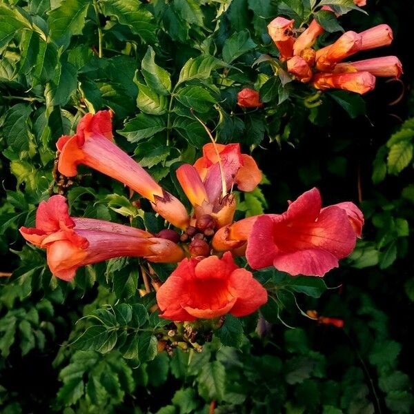 Campsis radicans फूल