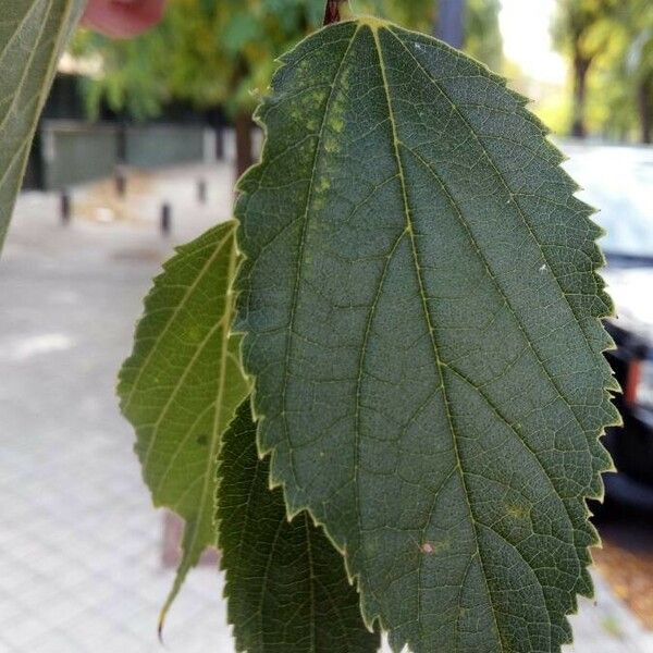 Celtis australis Лист