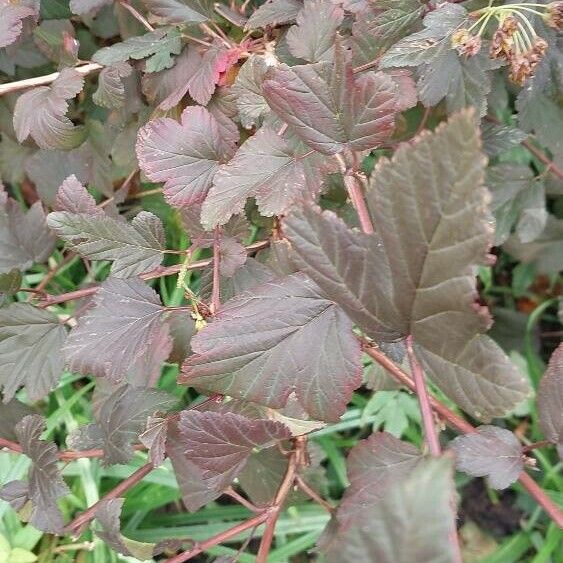 Physocarpus opulifolius Leaf