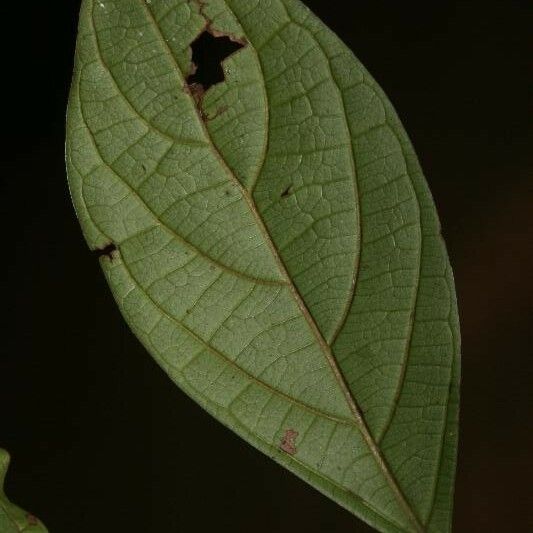 Ocotea cinerea Лист