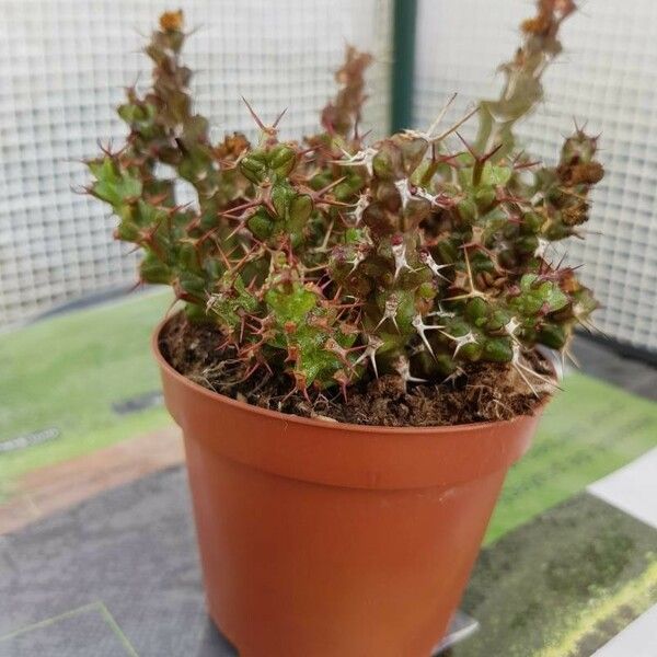 Euphorbia lenewtonii Ліст