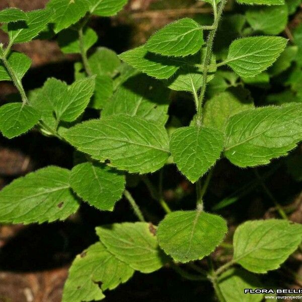 Clinopodium menthifolium Beste bat