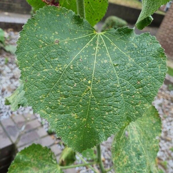 Alcea setosa 葉