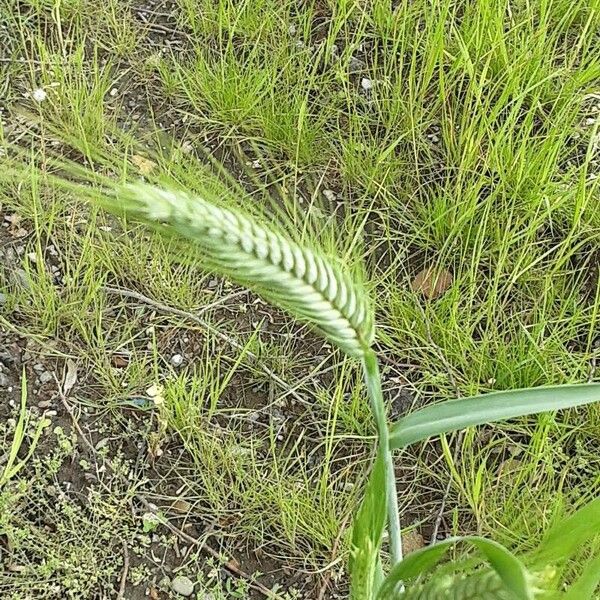 Hordeum vulgare Žiedas