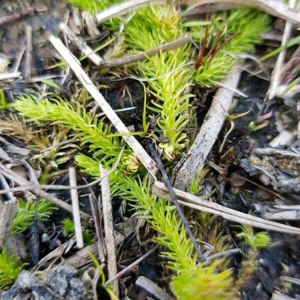 Lycopodiella inundata Leaf