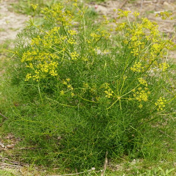 Peucedanum officinale Kabuk