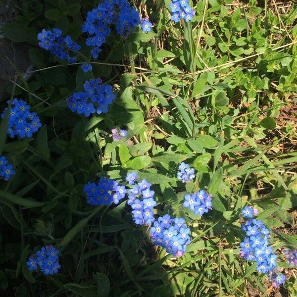 Myosotis alpestris Květ