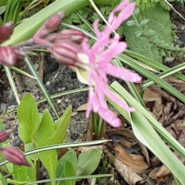 Silene flos-cuculi Blüte