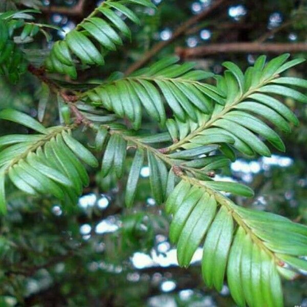 Taxus baccata 葉