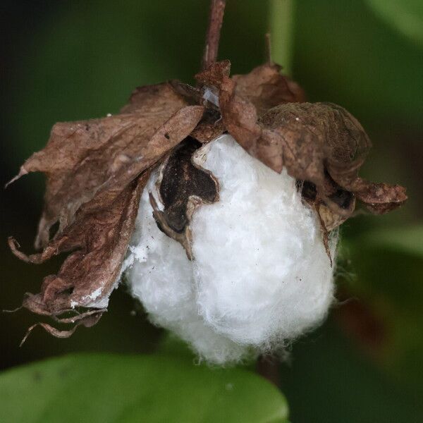 Gossypium herbaceum Frugt