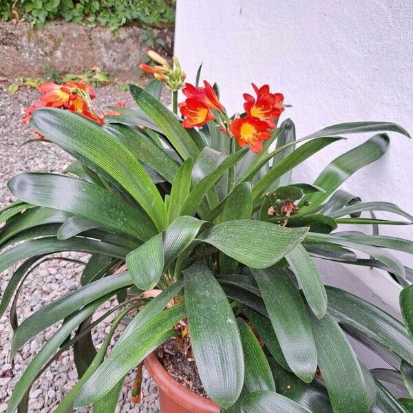 Clivia miniata Ліст