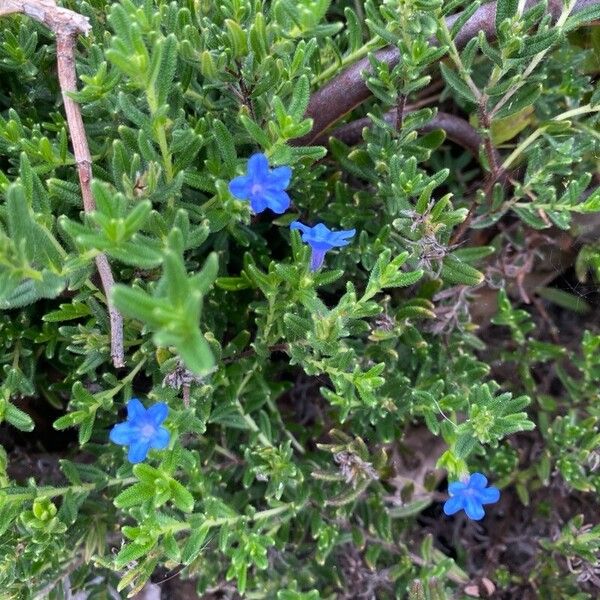 Glandora prostrata Habit