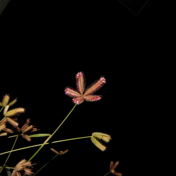 Dactyloctenium aegyptium Kwiat