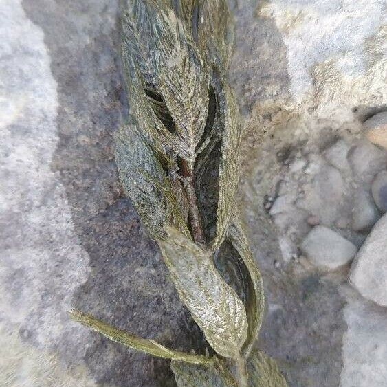 Myriophyllum spicatum Folha