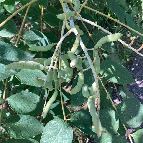 Decaisnea fargesii Fruit