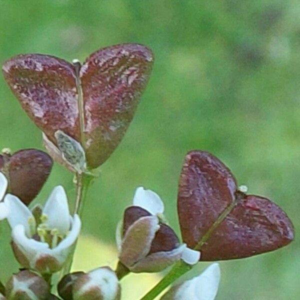 Capsella bursa-pastoris Плод