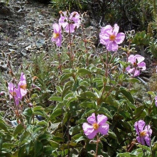 Cistus symphytifolius Цвят