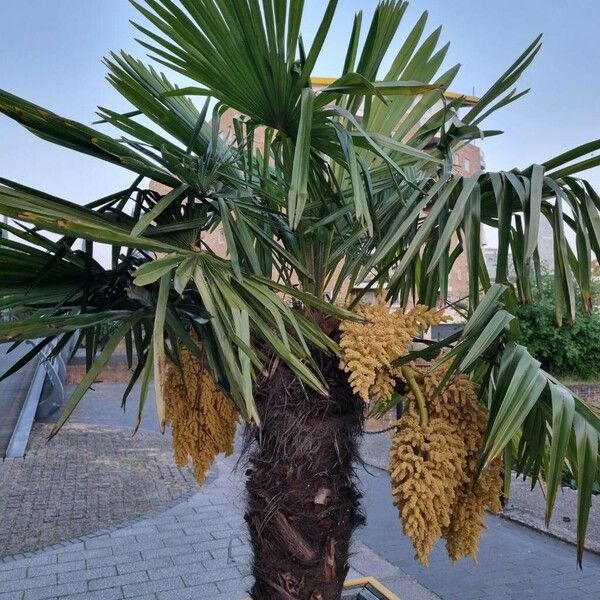 Trachycarpus fortunei Hábitos