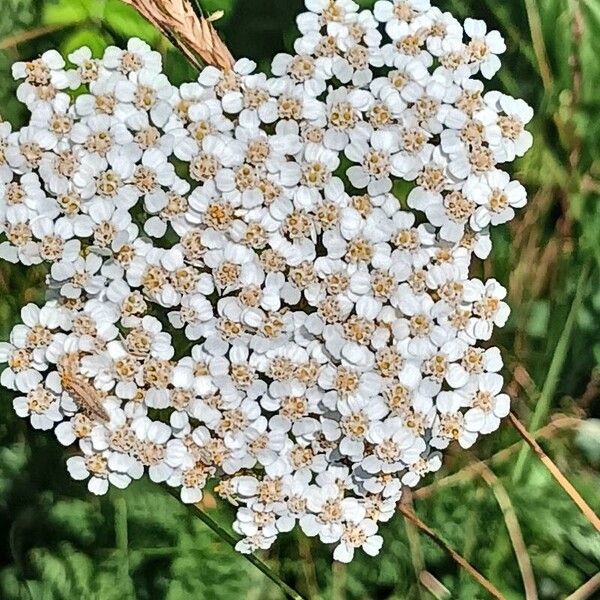 Achillea nobilis Blüte