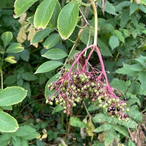 Sambucus nigra 果実