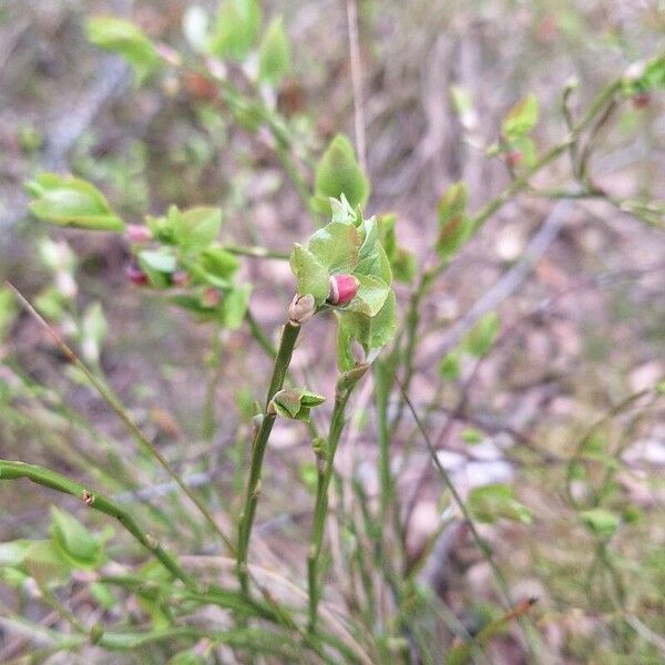 Vaccinium myrtillus 果實