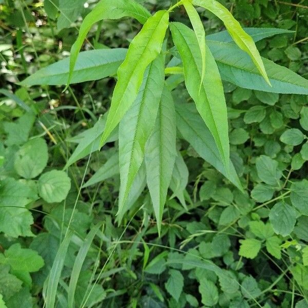 Prunus persica Habitus