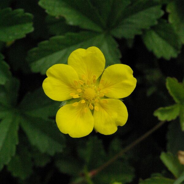 Potentilla reptans Bloem