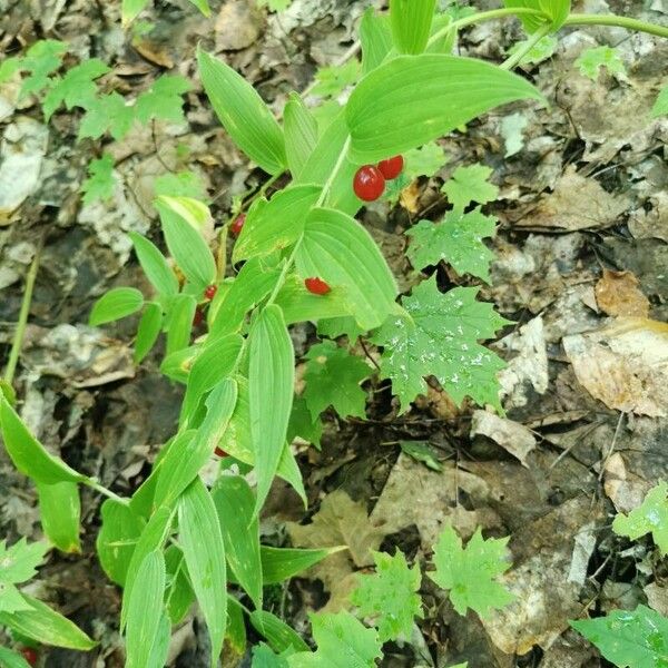 Streptopus lanceolatus Leaf