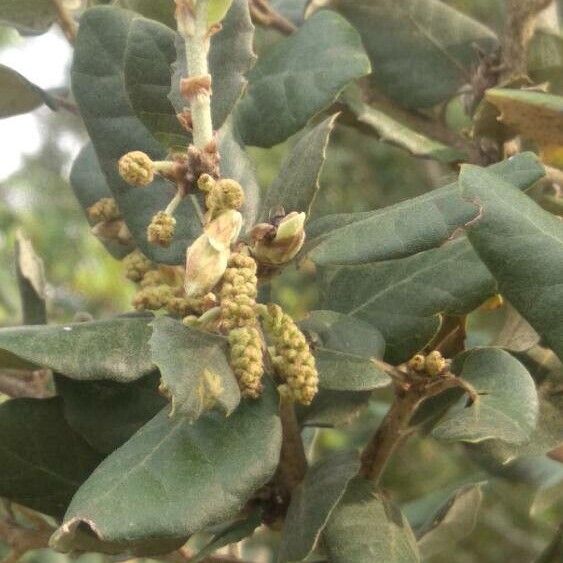 Quercus ilex Flower