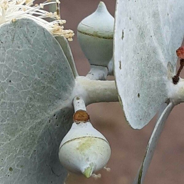Eucalyptus pulverulenta Fruit