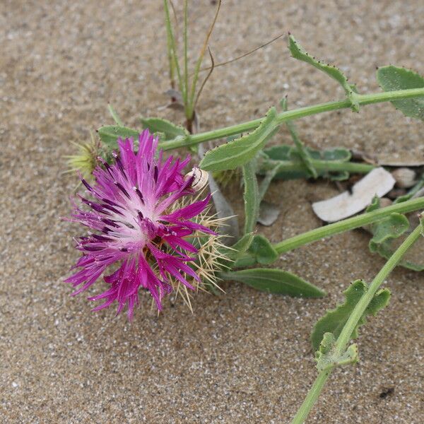 Centaurea sphaerocephala 叶