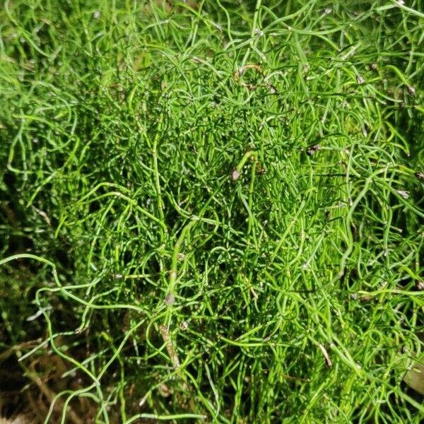 Equisetum scirpoides Feuille