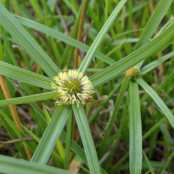 Cyperus melanospermus Flower